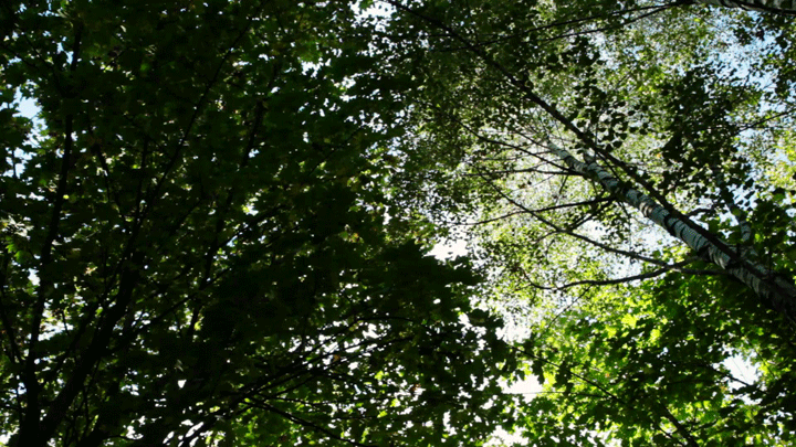 Tiergarten-up1